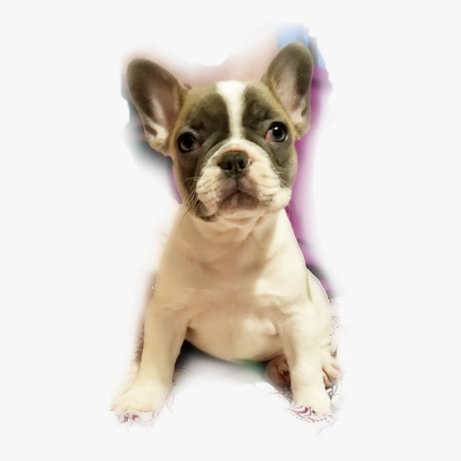 Transparent Frenchie Clipart - French Bulldog, Transparent Clipart