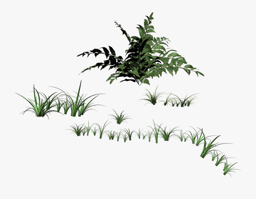Transparent Grasses Png - Травинки Пнг, Transparent Clipart