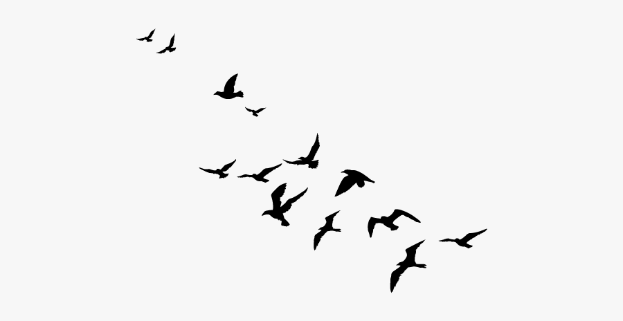 Bird Migration Flock Swans Goose - Bird Siluett Tattoo Design, Transparent Clipart