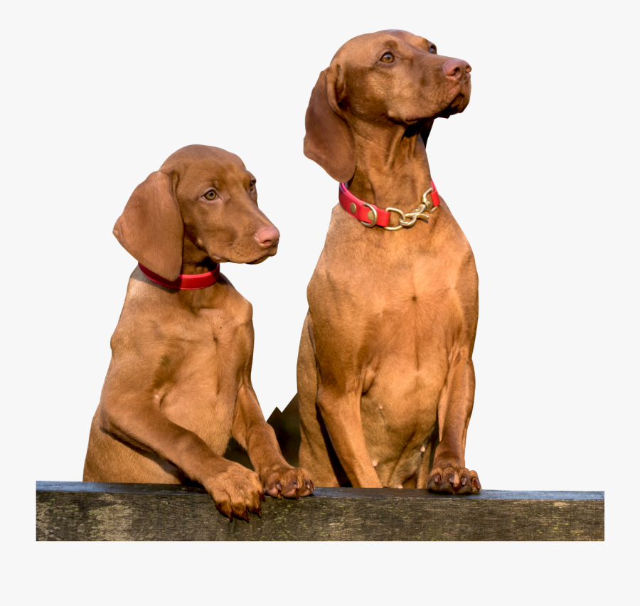 Two Dogs Png Image - Two Dogs Png, Transparent Clipart