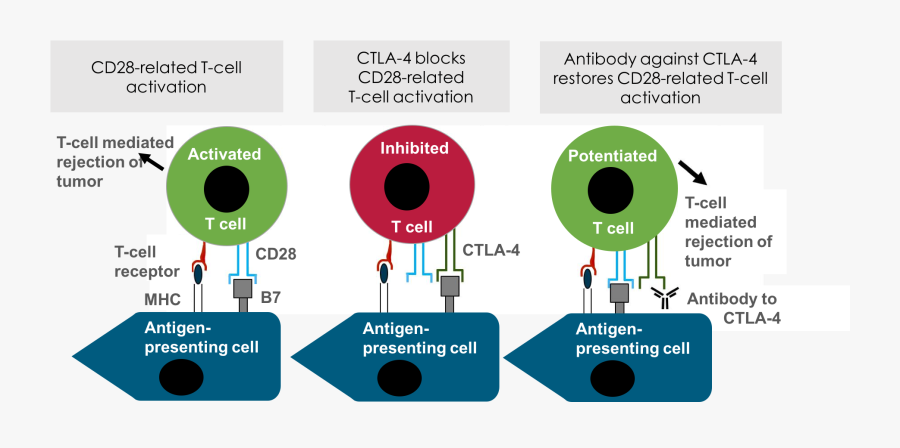 Immune System Png -ctla4 In The Immune System - T Cell Priming Ctla4, Transparent Clipart