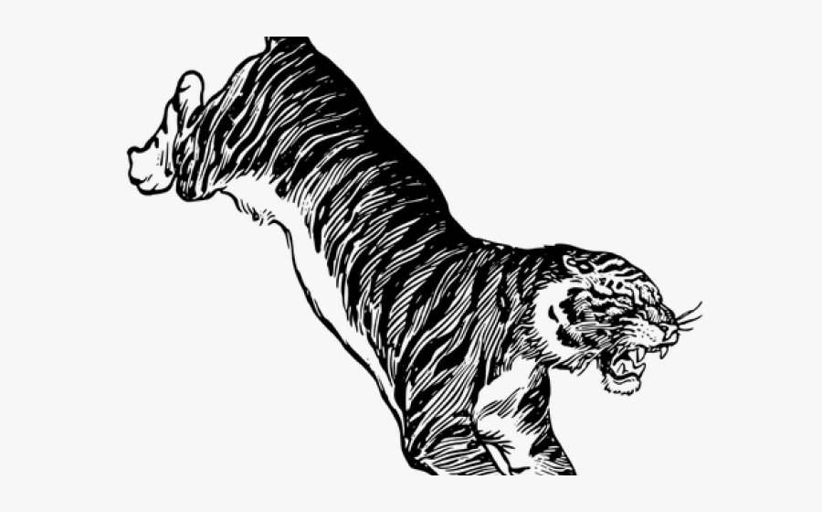 Bengal Clipart Jumping - Jumping White Tiger Drawing, Transparent Clipart