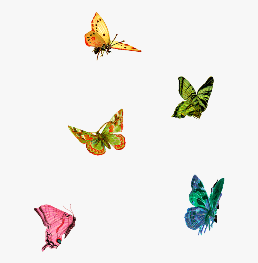 Little Butterflies Png Clipart , Png Download - Little Butterflies Transparent, Transparent Clipart