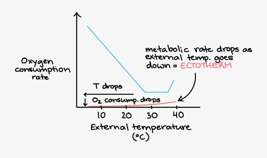 Ectotherms Metabolic Rate, Transparent Clipart