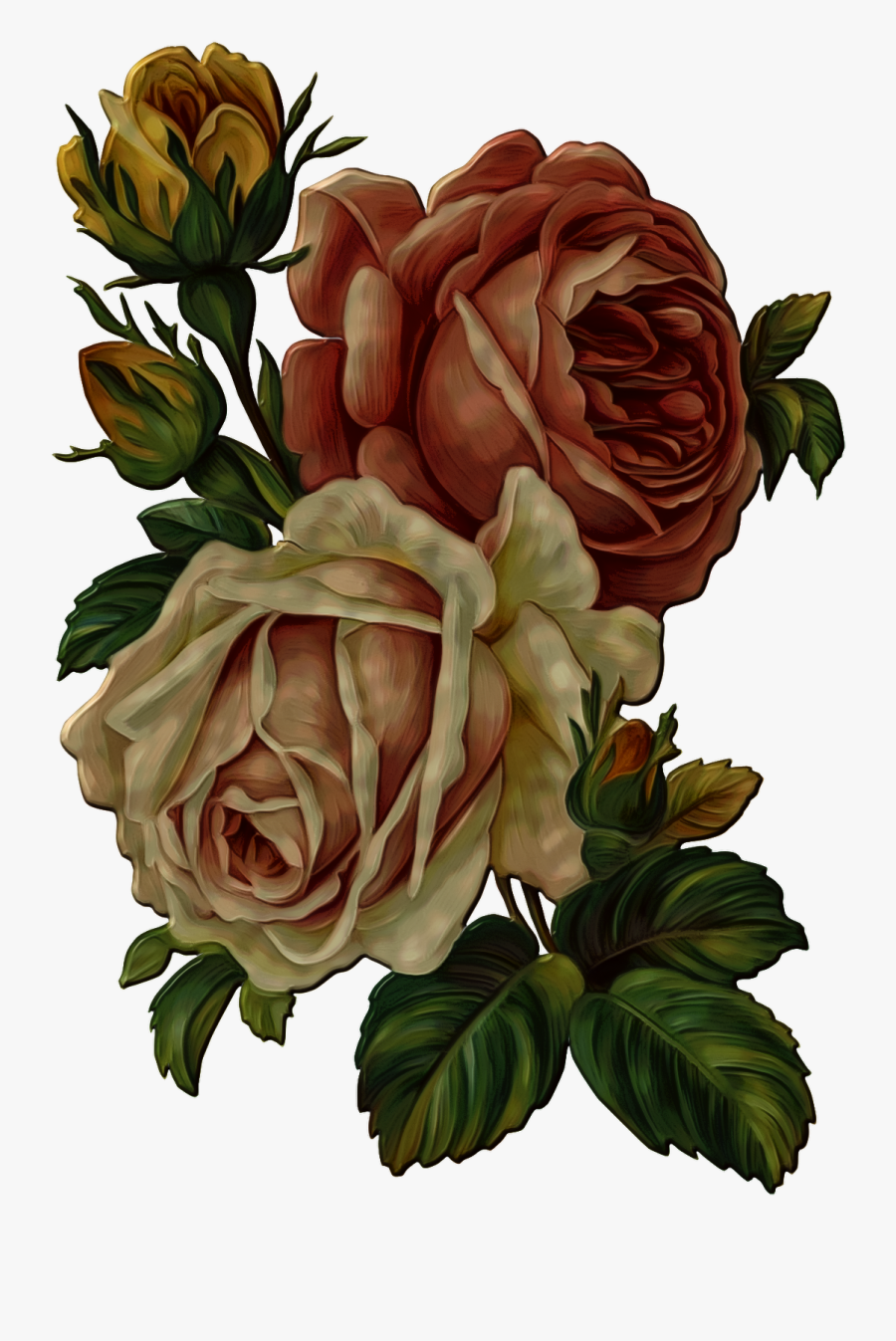 Flower,garden Roses,rose,rosa � Centifolia,plant,rose - Vintage Flowers Png Transparent, Transparent Clipart