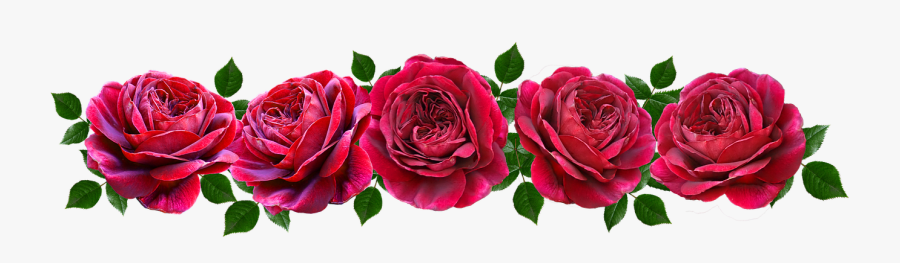 Flowers, Red, Roses, Romantic, Banner - Hybrid Tea Rose, Transparent Clipart