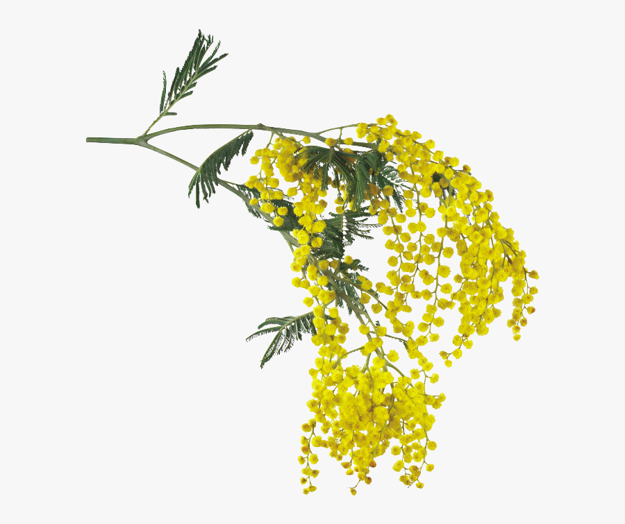 #flowers #yellow #overlay #mimosa #acacia #pretty #tree - Mimoza Png, Transparent Clipart