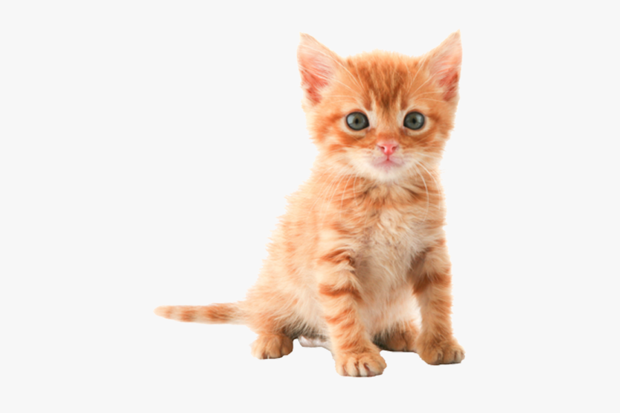 Kitten Tabby Cat Clip Art - Cute Cat Transparent Background, Transparent Clipart