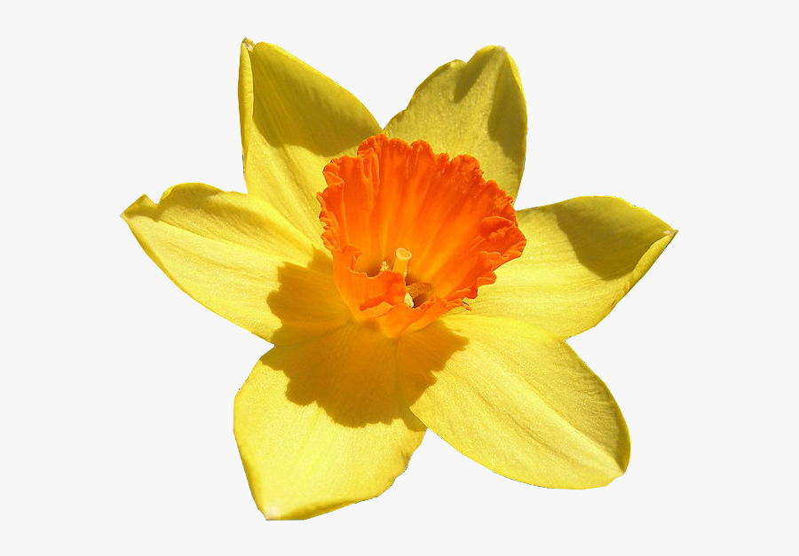 Daffodil Free Png Image - Daffodil March Birth Flower, Transparent Clipart