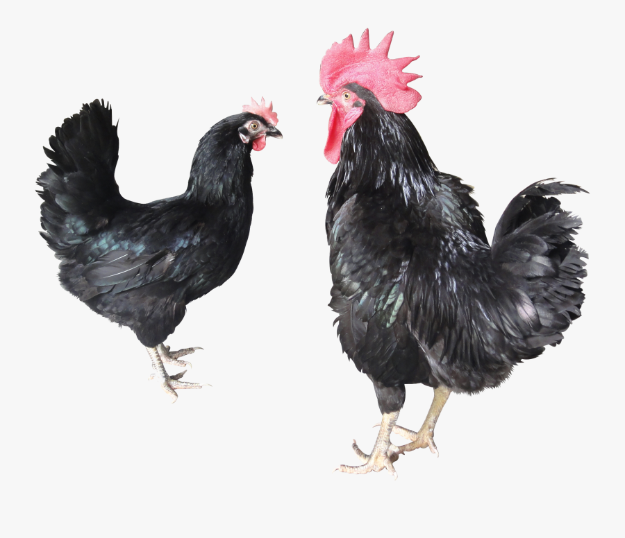 Transparent Rooster Silhouette Png - Huevos De Gallina Cascara Verde, Transparent Clipart