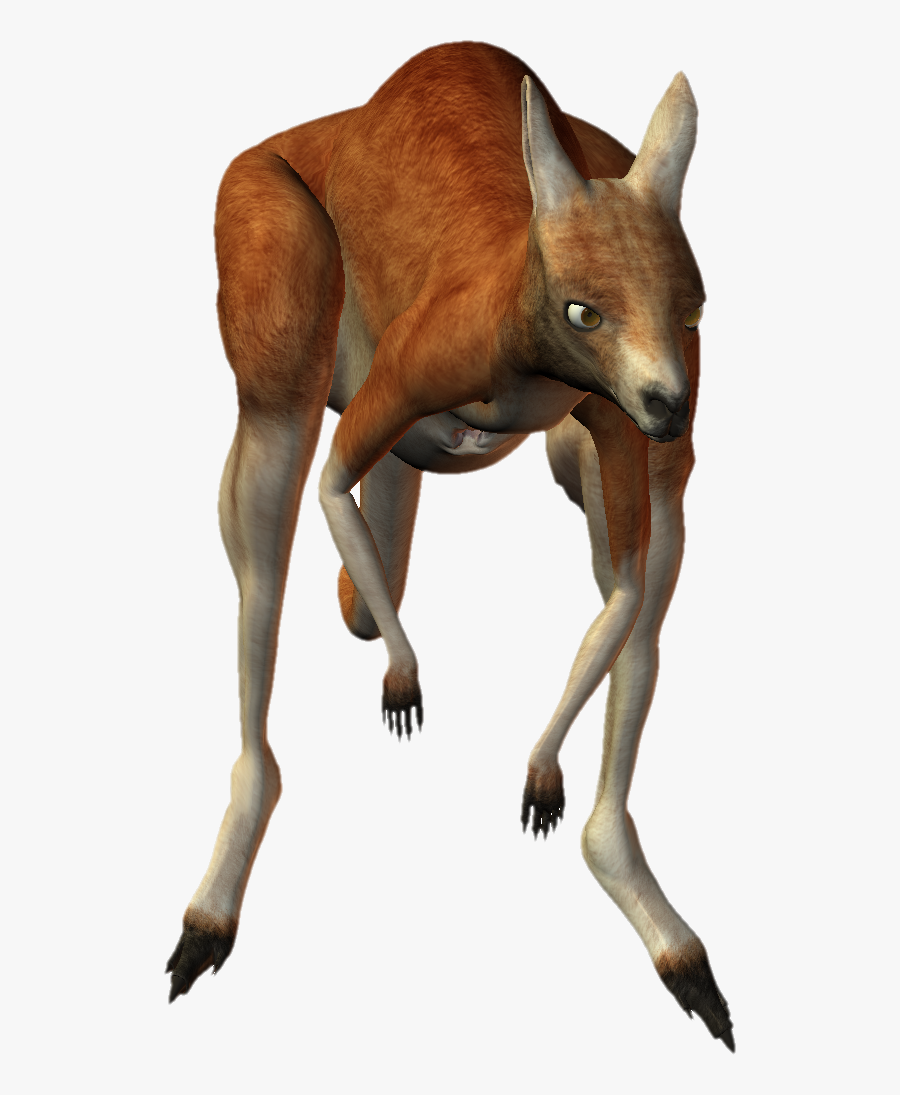 Download Kangaroo Png Transparent Images Transparent - Kangaroo, Transparent Clipart