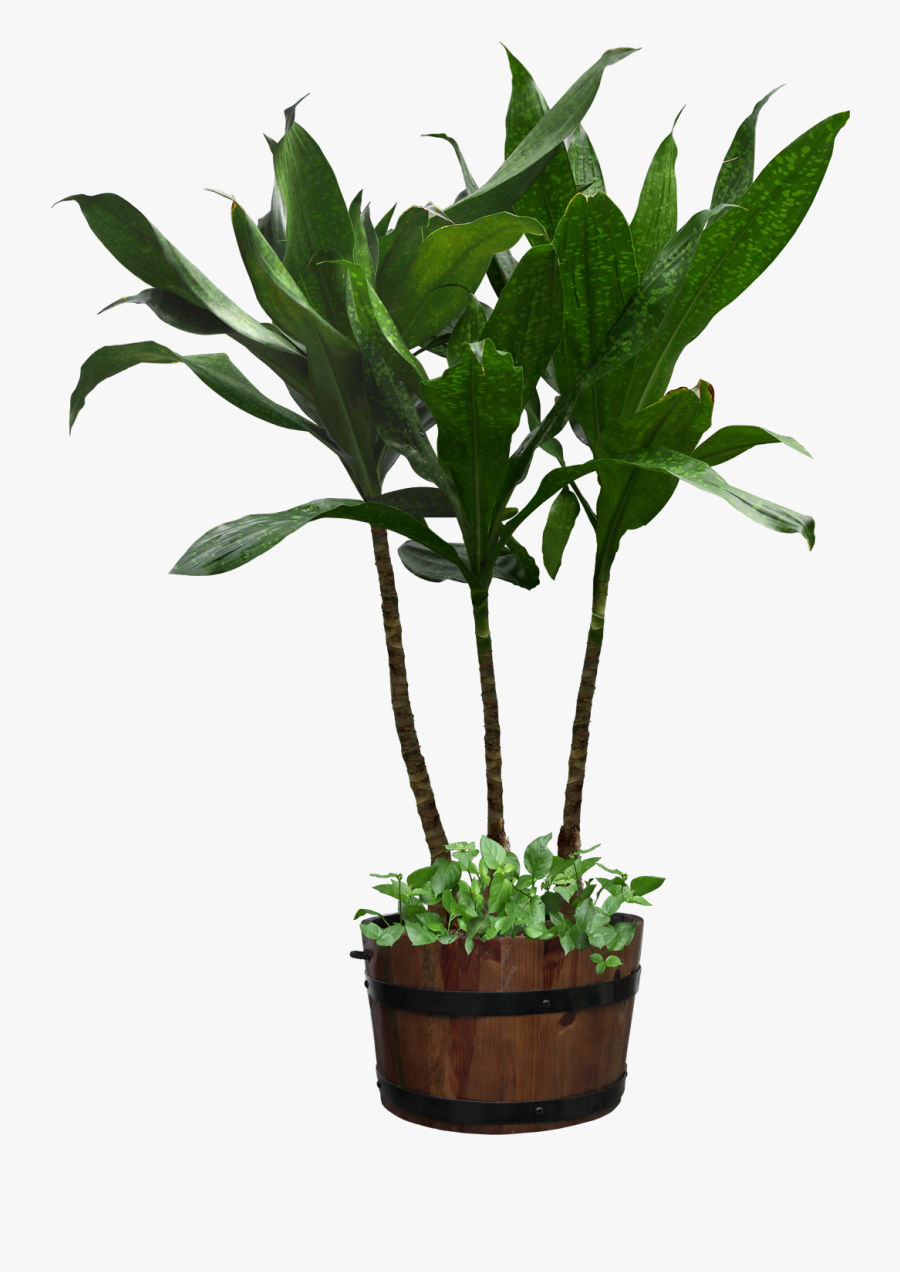 Potted Plant Png Download - Potted Plant Transparent Background, Transparent Clipart