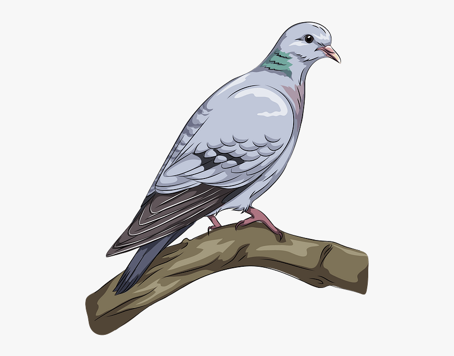 Stock Dove, Transparent Clipart