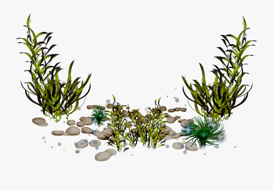 Algae Clipart Fish Tank Plant - Algae Png, Transparent Clipart