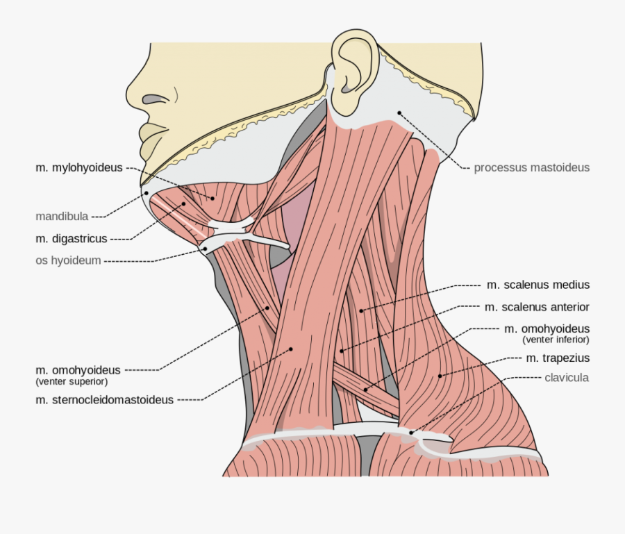 Accessory Muscles Of Breathing - Scalene Muscles , Free Transparent ...