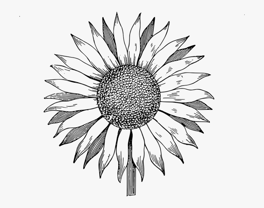 Sunflower Clipart Black And White, Transparent Clipart