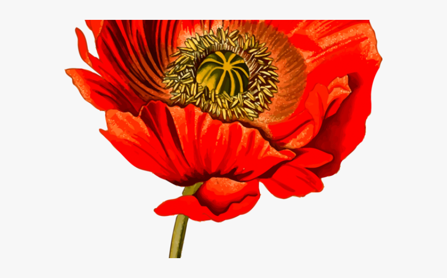 Opium Poppy Clip Art, Transparent Clipart