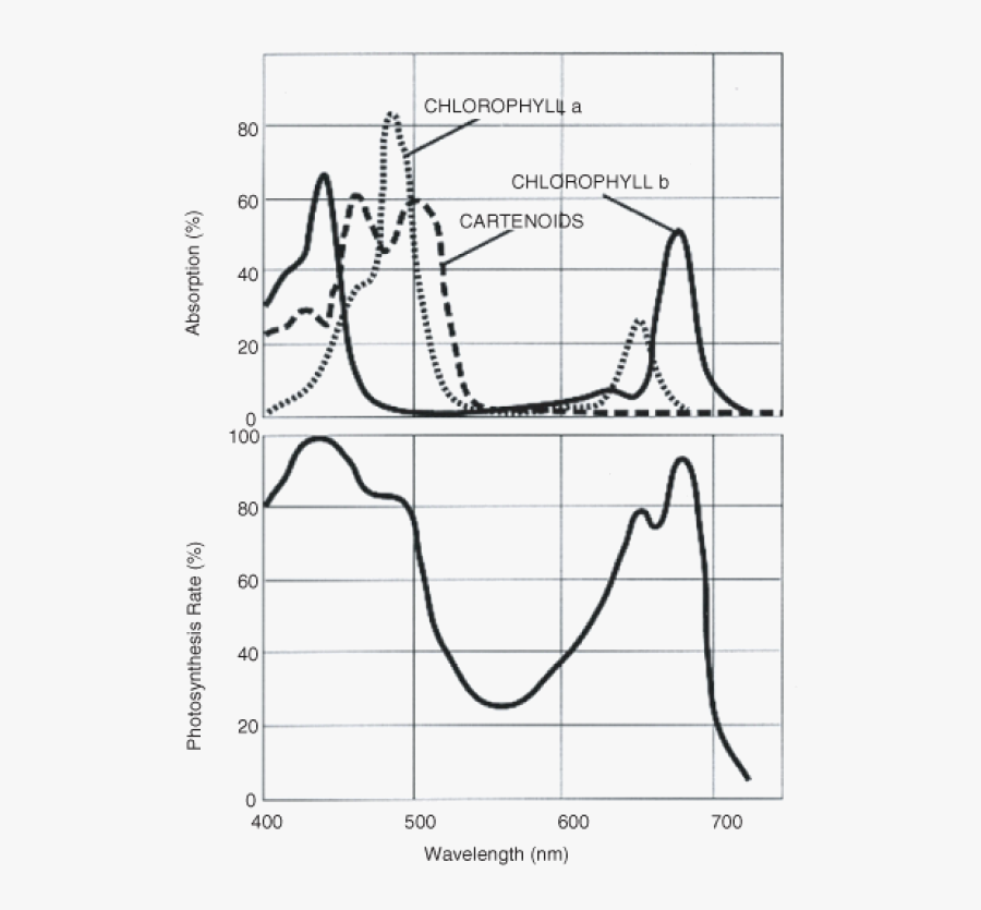 Each Kind Of Pigment Absorbs Specific Wavelengths Of - Par Photosynthetic Active Radiation, Transparent Clipart