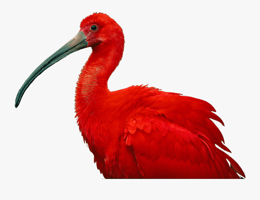 Transparent Ibis Clipart - Scarlet Ibis National Birds Of Trinidad And Tobago, Transparent Clipart