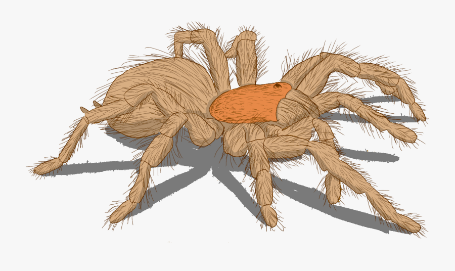 Transparent Wolf Spider Png - Wolf Spider, Transparent Clipart