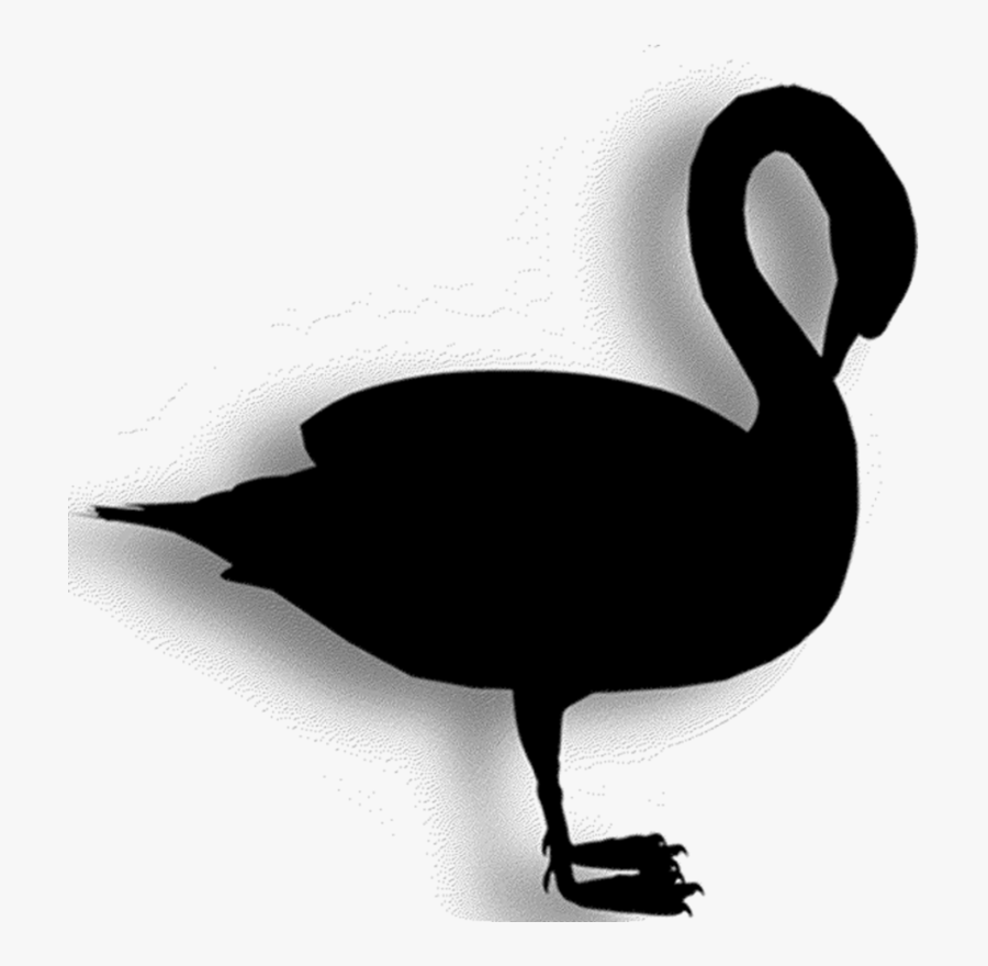 Duck Goose Clip Art Fauna Silhouette - Black Swan, Transparent Clipart