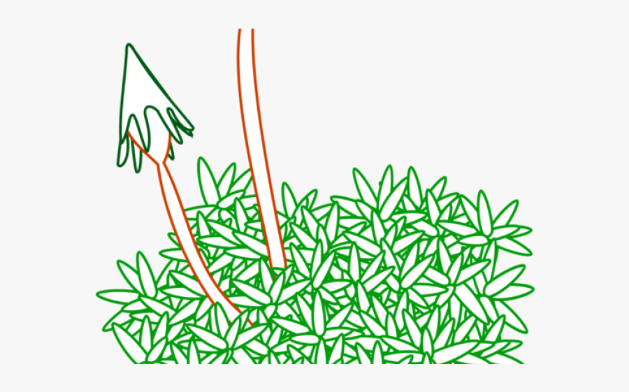 Moss Plant Line Drawing, Transparent Clipart