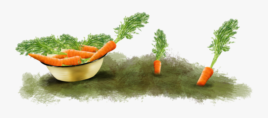 Baby Carrot, Transparent Clipart