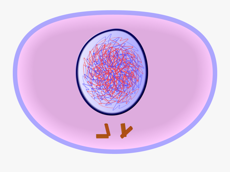 Cell In Interphase Png, Transparent Clipart