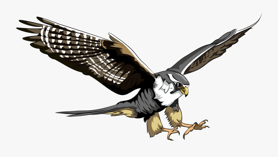 Peregrine Falcon Falcon Vector, Transparent Clipart