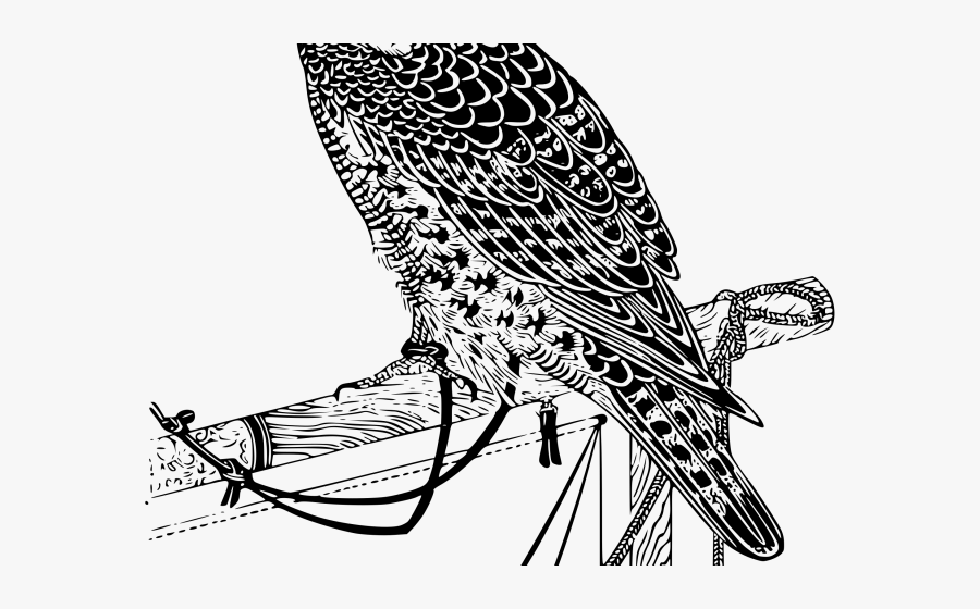 Peregrine Falcon Clipart Transparent - رسم طير صقر, Transparent Clipart