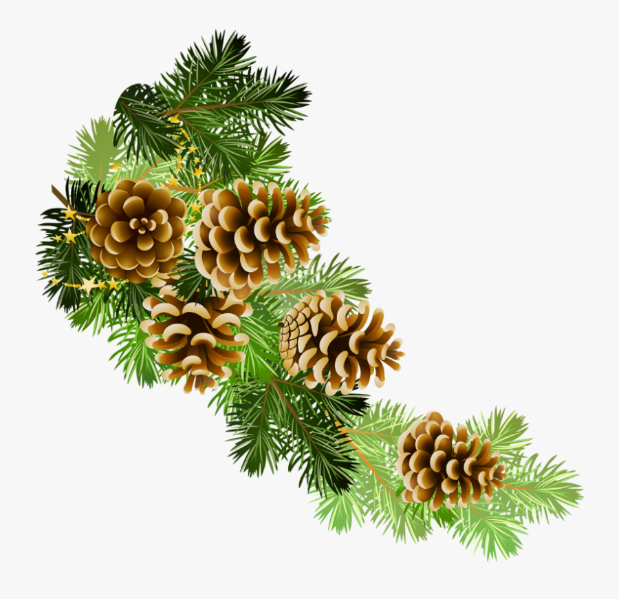 Transparent Pine Branch With Cones Png Clipart - Christmas Pine Cones Png, Transparent Clipart