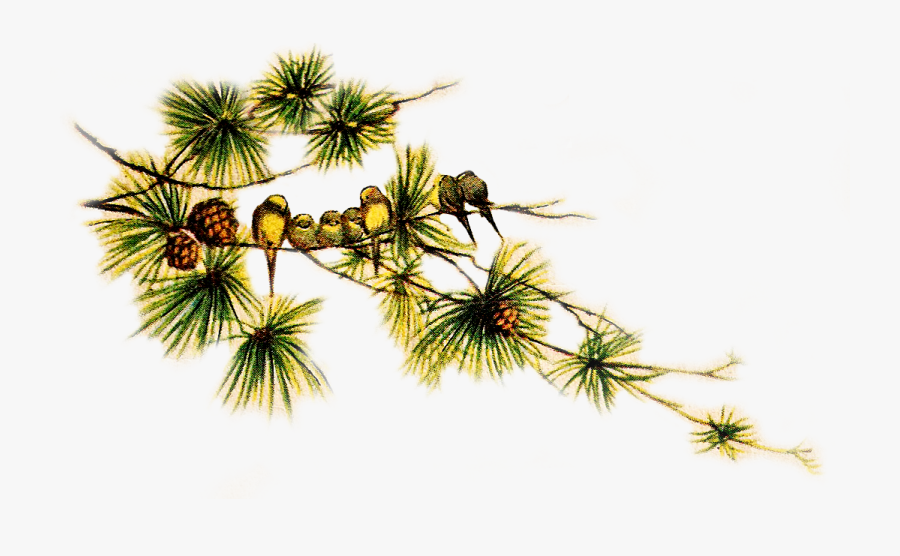 Pinecone Clipart Pine Sprig - Pinecone Branch Png, Transparent Clipart