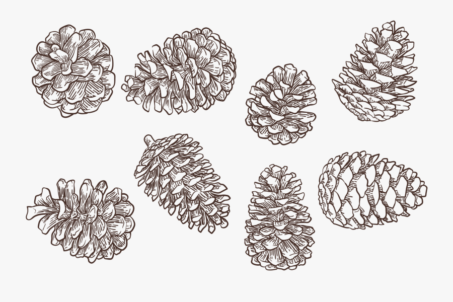 Hand Drawn Pine Cone, Transparent Clipart