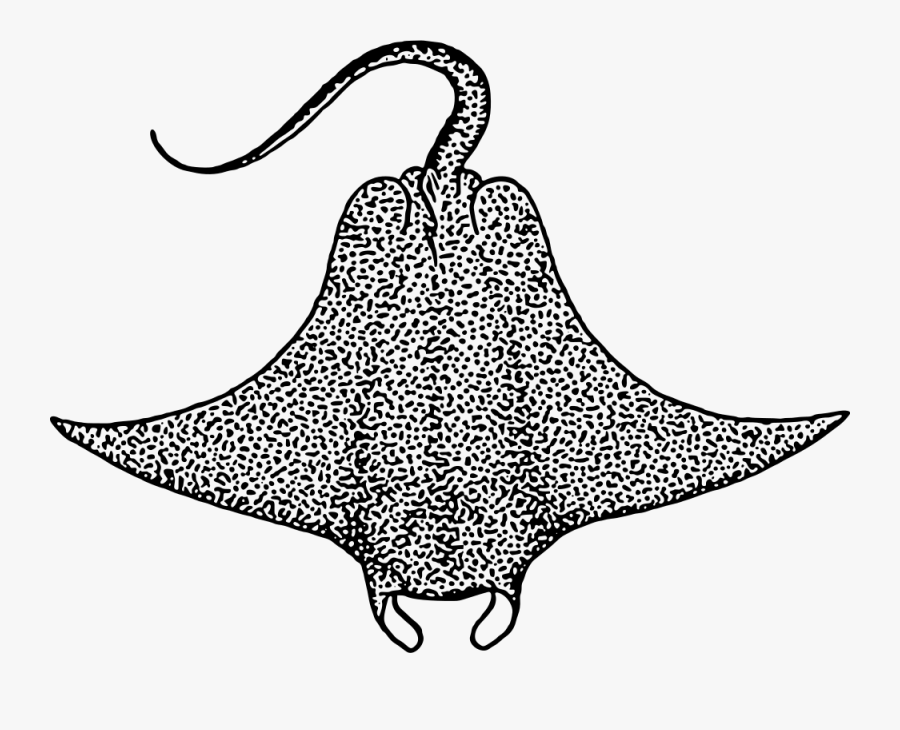 Stingray,plant,skate - Stingray Black And White, Transparent Clipart