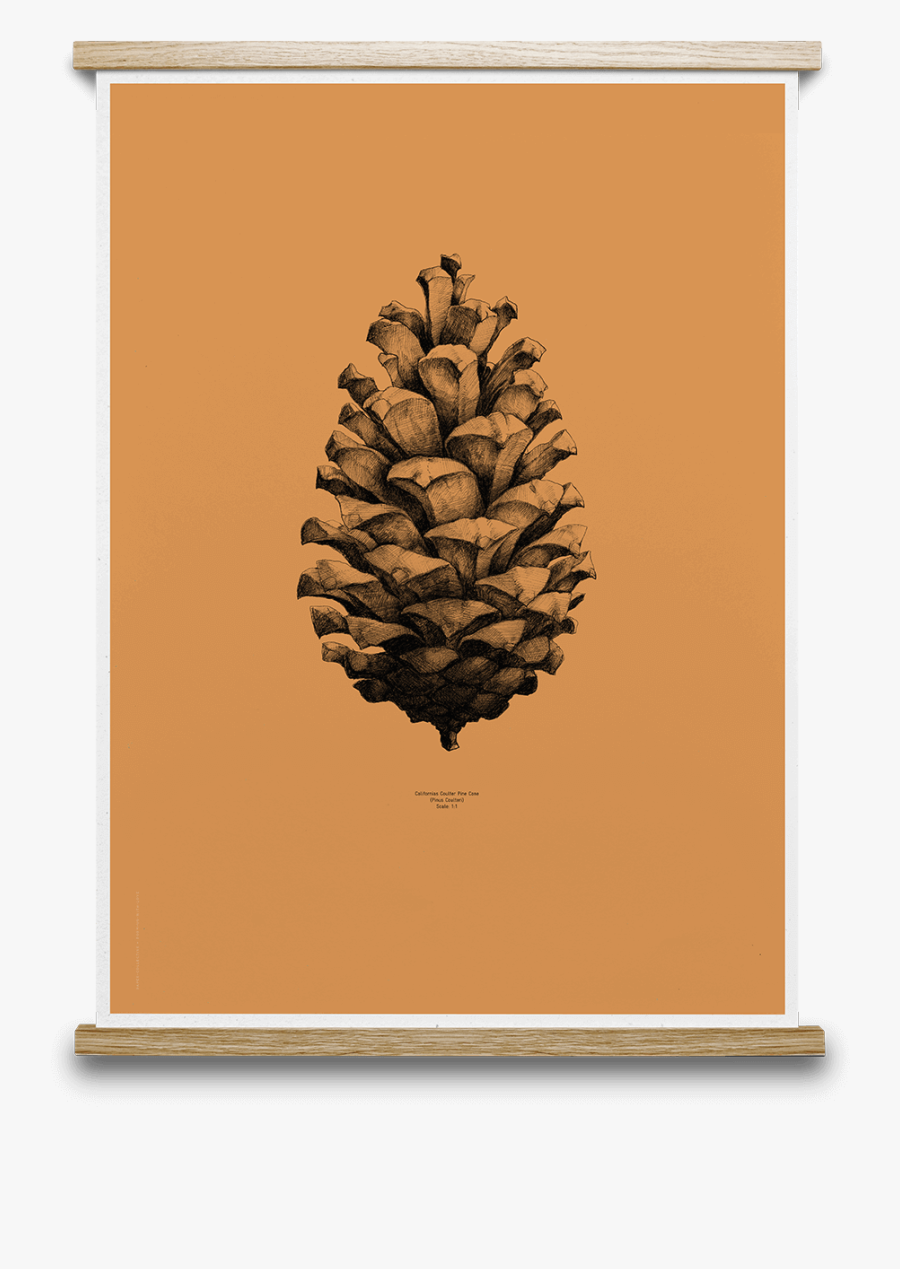 Transparent Pinecones Png - Pine Cone Art Prints, Transparent Clipart