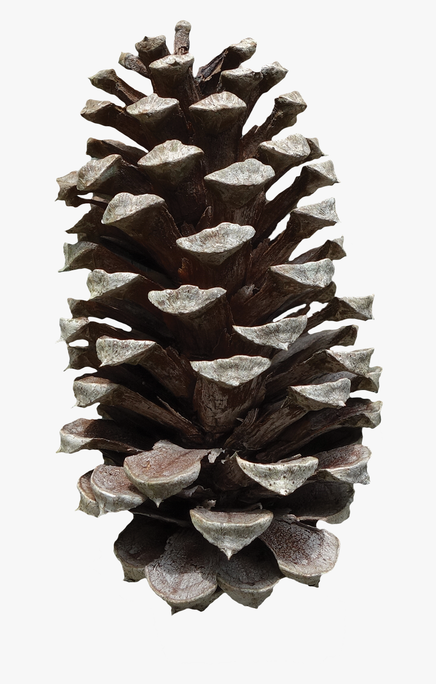 Pine Cone Png - Pinus Fruit, Transparent Clipart