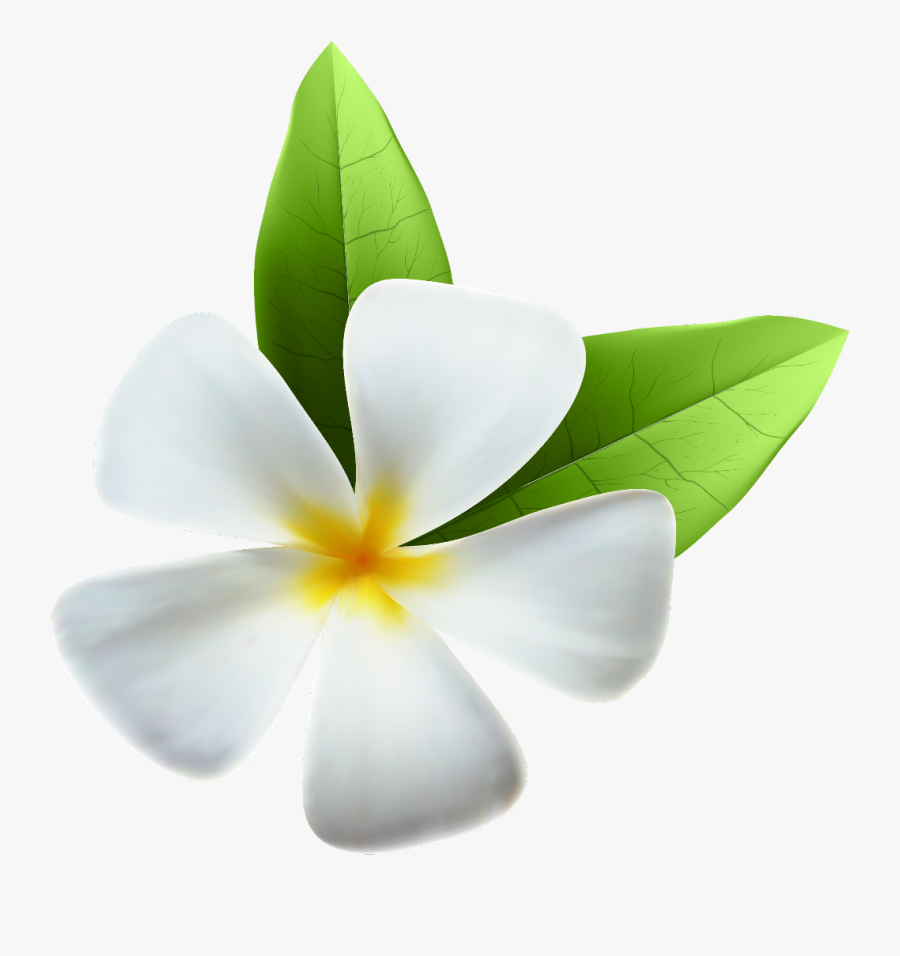 #ftestickers #clipart #flower #tropical #exotic #white - Jasmine Flower Transparent Background, Transparent Clipart