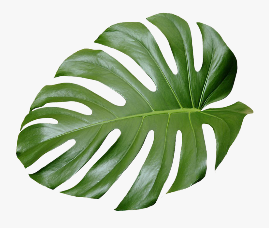 Collection Of Free Transparent Leaf Aesthetic Download - Transparent Tropical Leaves Png Free, Transparent Clipart