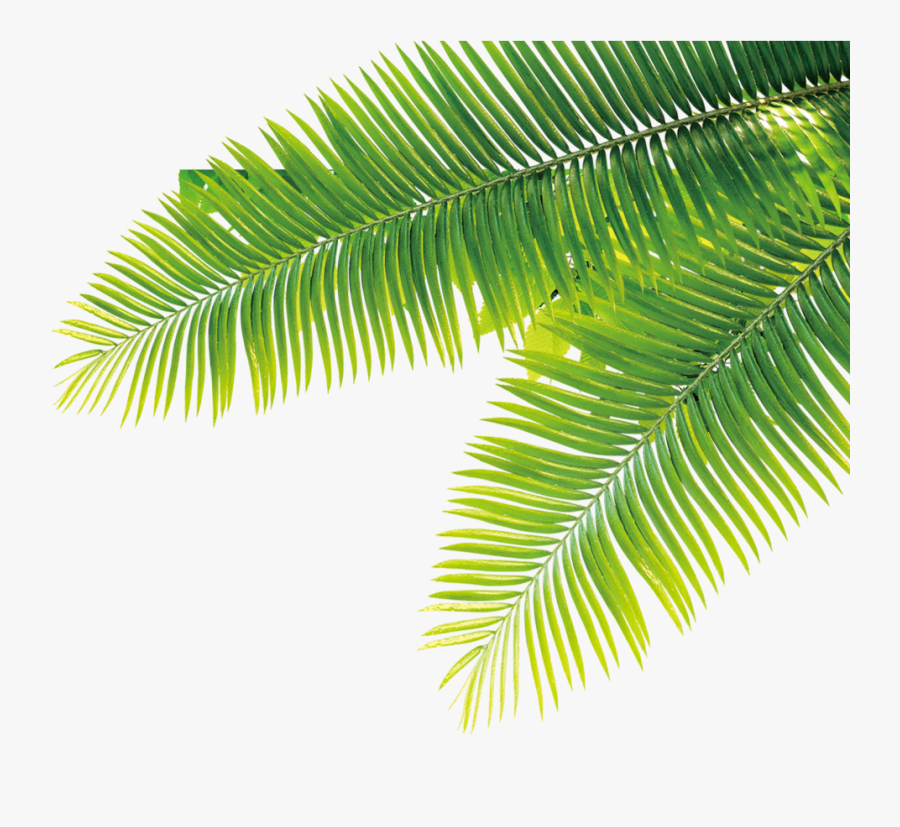 Tropical Tropics Plant Computer File Free Hq Image - Tropical Plant Transparent Background, Transparent Clipart