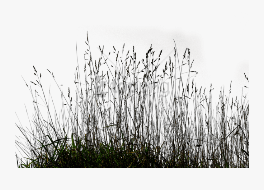 Transparent Grass Background Png - Transparent Long Grass Png, Transparent Clipart