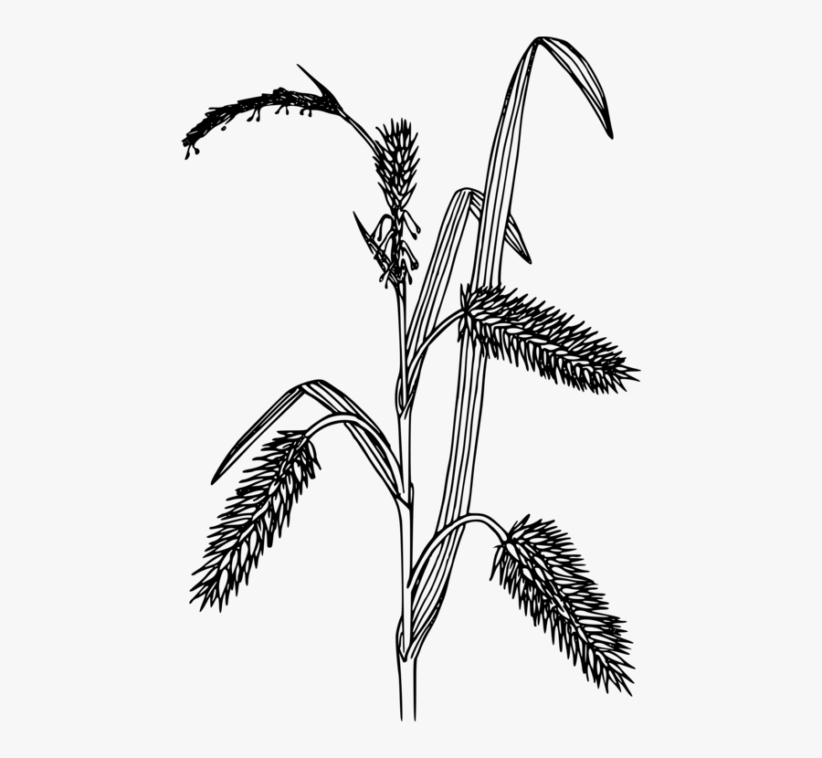 Line Art,plant,flora - Black And White Sedges, Transparent Clipart