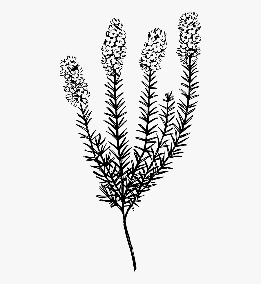 Transparent Grass - Heather Clipart Black And White, Transparent Clipart