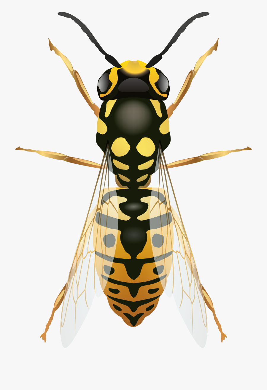 Wasp Png Clip Art - Vergleich Biene Und Hornisse, Transparent Clipart