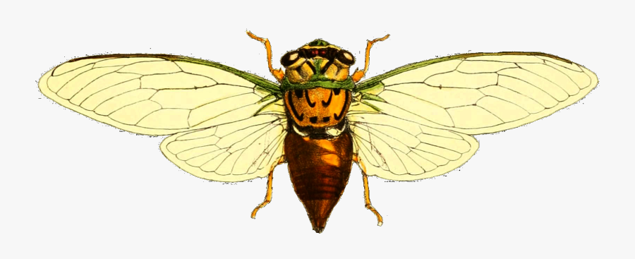 Top View Of Wasp, Transparent Clipart