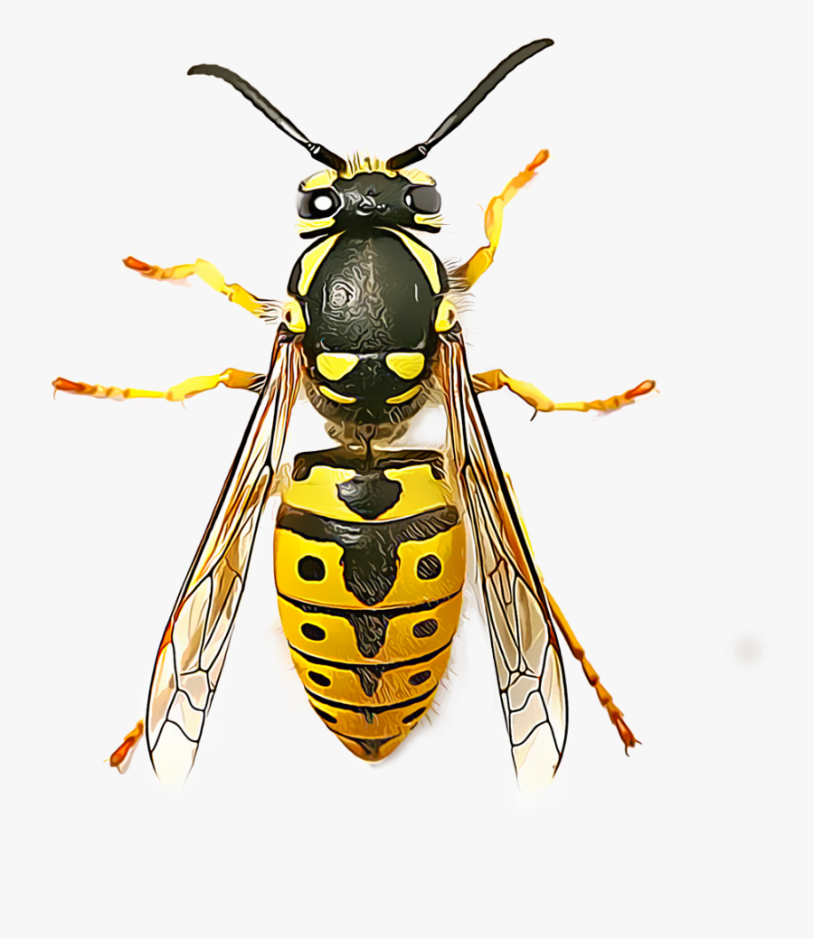 Yellow Jacket Png - Top View Of Wasp, Transparent Clipart