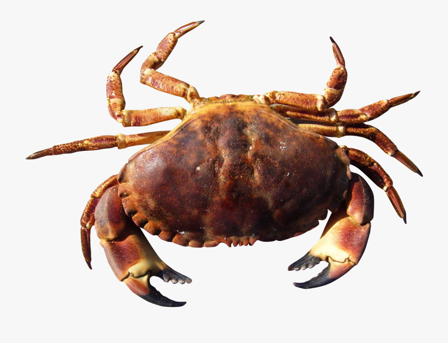 Crab Png Transparent, Transparent Clipart
