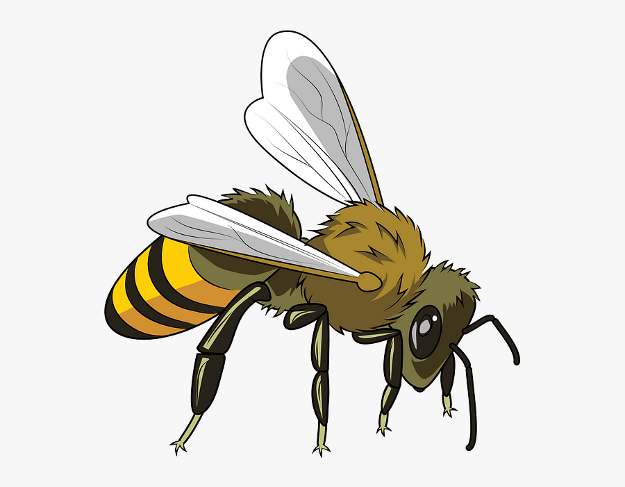 Honeybee, Transparent Clipart