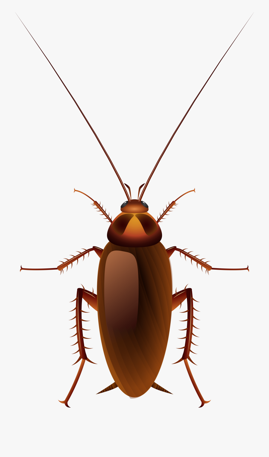 Insects Clipart Beautiful Animal - Black Cockroach Cartoon, Transparent Clipart