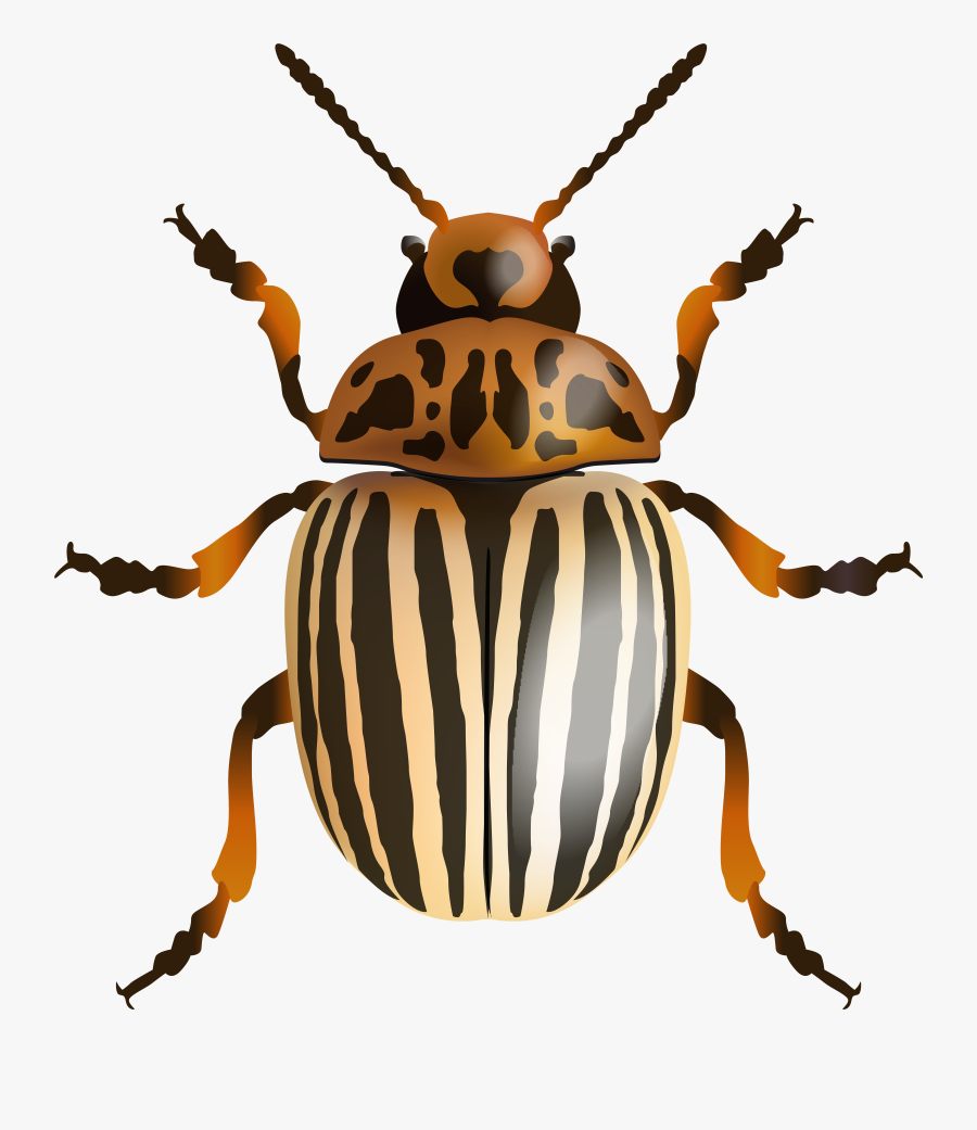 Beetle Png Clip Art Image , Free Transparent Clipart - ClipartKey