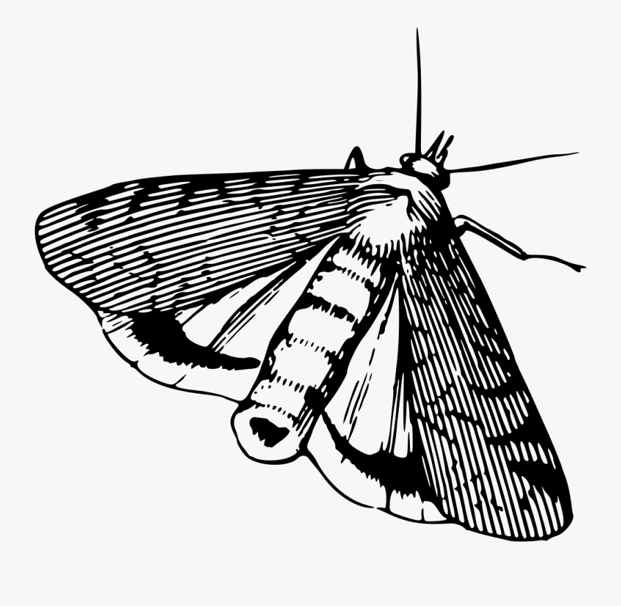 Moth,moths And Butterflies,monochrome - Moth Black And White Clipart, Transparent Clipart